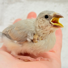 【最新画像更新🪄】可愛いと愛おしいが交互にやってくる♥アゲイト文鳥 ヒナ