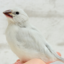 【最新画像更新🪄】オイラの食欲、誰にも負けナイ！！！シルバー文鳥 ヒナ