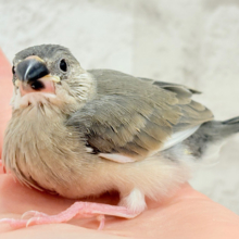 【最新画像更新🪄】元気モリモリ‪☆花咲くよ🐣🌸桜文鳥 ヒナ