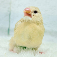 【最新画像更新🪄】ふんわり柔らか.*･ﾟシナモン文鳥 ヒナ
