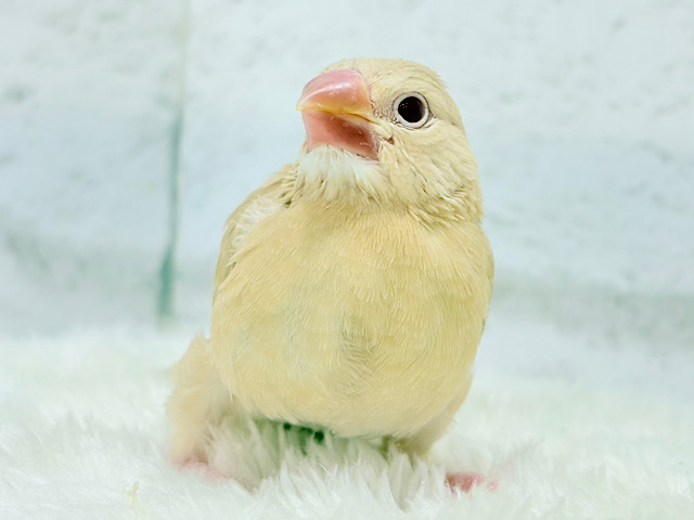 【最新画像更新🪄】ふんわり柔らか.*･ﾟシナモン文鳥 ヒナ