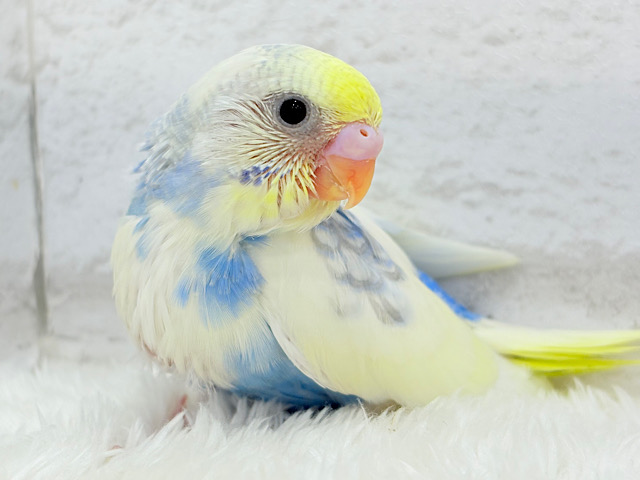 背中の模様、お花みたいね🐣🌼セキセイインコ(パステルレインボーパイド) ヒナ