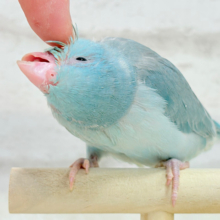 【最新画像更新🪄】甘々な顔…可愛すぎてるｯｯ🥺💖マメルリハ(ブルーパイド) ヒナ 女の子