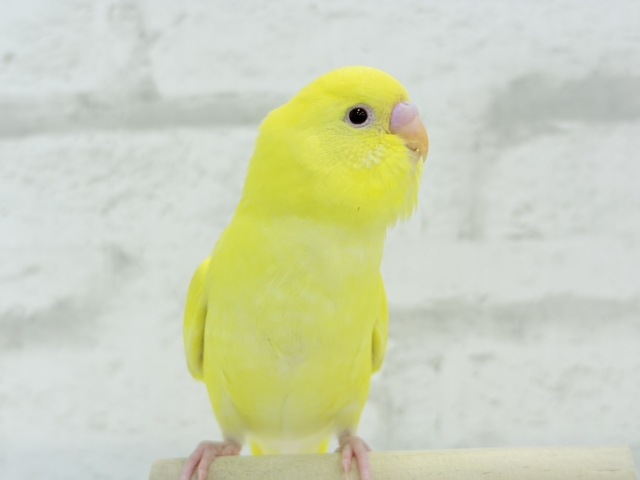 【最新画像更新🪄もうすくひとり餌☆】きらきらスマイル☆セキセイインコ(ルチノー) ヒナ セキセイインコ