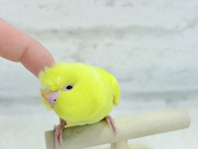 【最新画像更新🪄もうすくひとり餌☆】きらきらスマイル☆セキセイインコ(ルチノー) ヒナ セキセイインコ