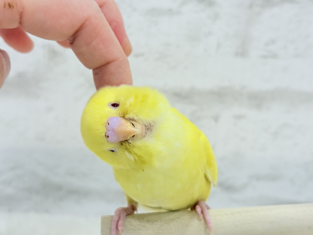 【最新画像更新🪄もうすくひとり餌☆】きらきらスマイル☆セキセイインコ(ルチノー) ヒナ セキセイインコ