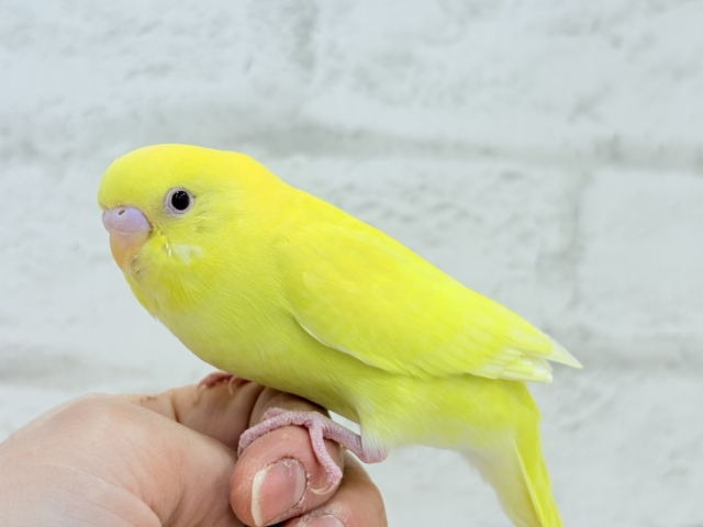 【最新画像更新🪄もうすくひとり餌☆】きらきらスマイル☆セキセイインコ(ルチノー) ヒナ セキセイインコ