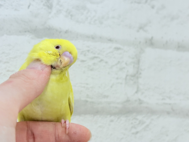 【最新画像更新🪄もうすくひとり餌☆】きらきらスマイル☆セキセイインコ(ルチノー) ヒナ セキセイインコ