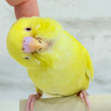 【最新画像更新🪄もうすくひとり餌‪☆】きらきらスマイル‪☆セキセイインコ(ルチノー) ヒナ