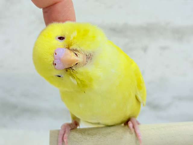 【最新画像更新🪄もうすくひとり餌☆】きらきらスマイル☆セキセイインコ(ルチノー) ヒナ 【最新画像更新🪄もうすくひとり餌☆】きらきらスマイル☆セキセイインコ(ルチノー) ヒナ