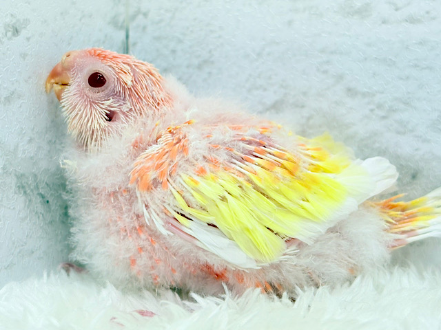 桃、桃、桃色天使🐥🩷アキクサインコ(ルビノー) ヒナ 桃、桃、桃色天使🐥🩷アキクサインコ(ルビノー) ヒナ