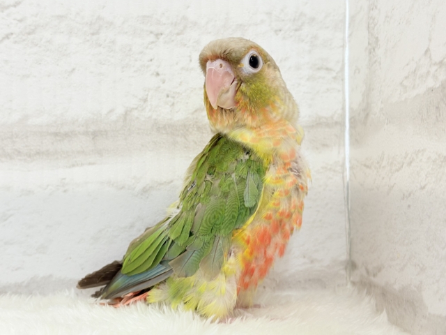 ホオミドリウロコインコ