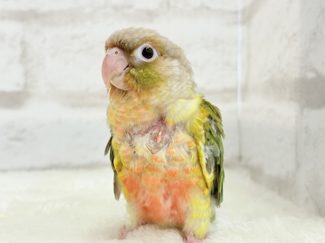 ホオミドリウロコインコ