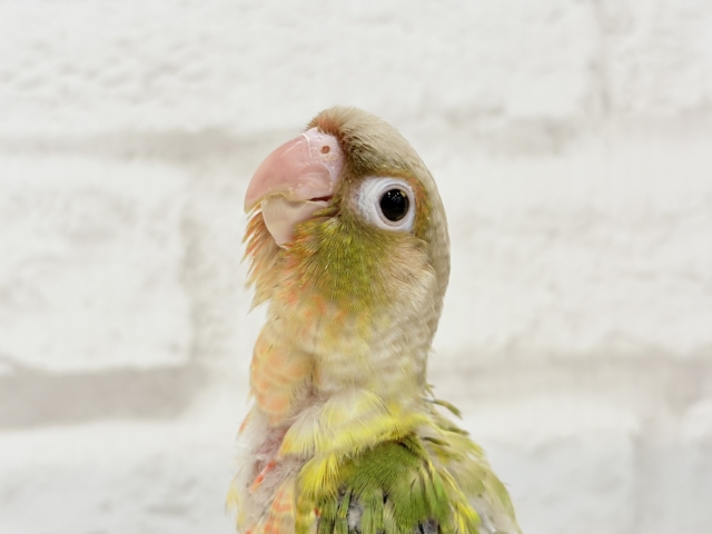 ホオミドリウロコインコ