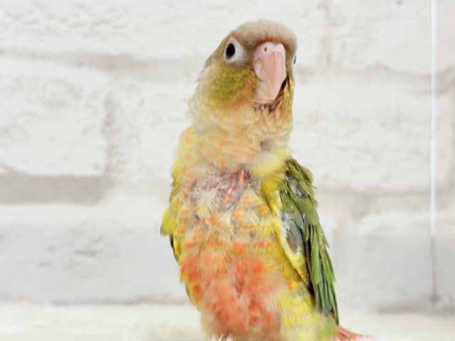 ホオミドリウロコインコ