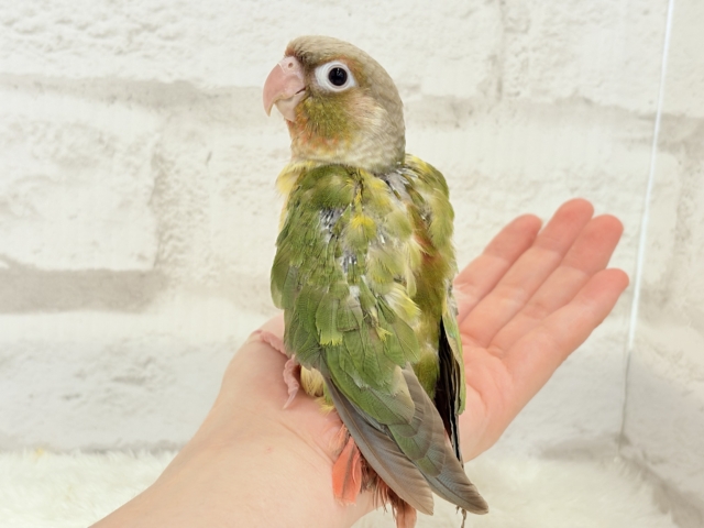 ホオミドリウロコインコ