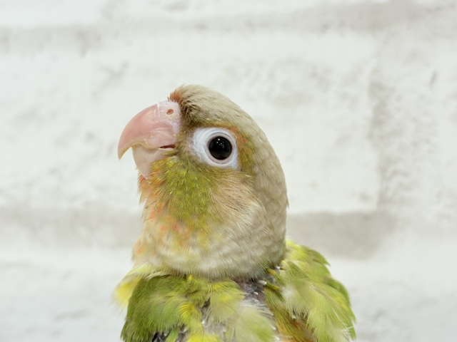 ホオミドリウロコインコ