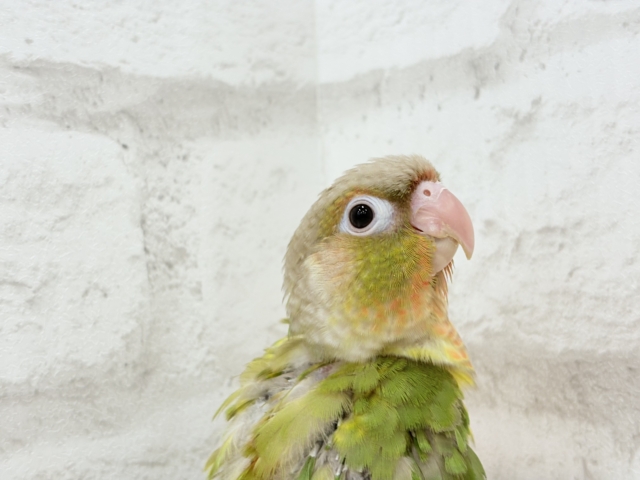 ホオミドリウロコインコ