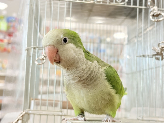 オキナインコ