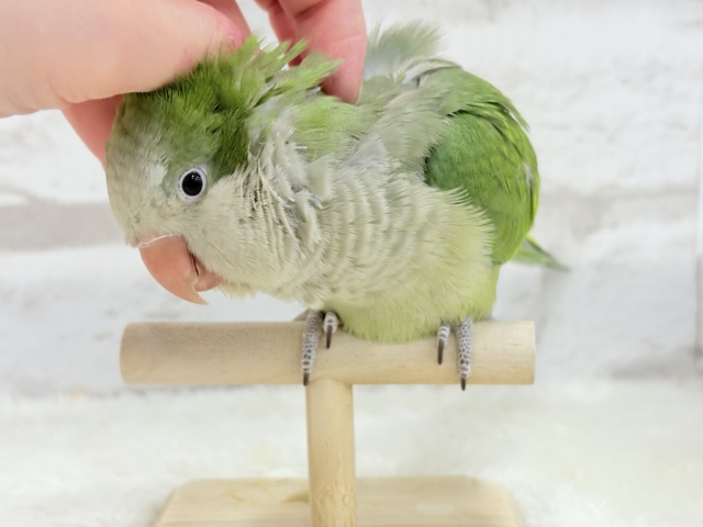 オキナインコ