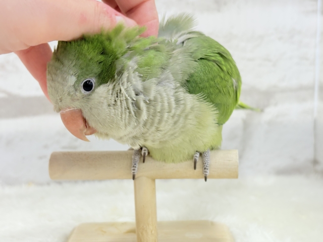 オキナインコ