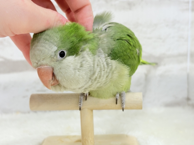 オキナインコ