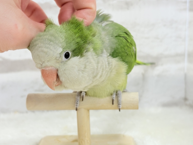 オキナインコ