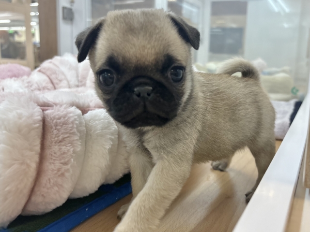 2頭身のちっちゃな怪獣〜♥パグくん! パグ