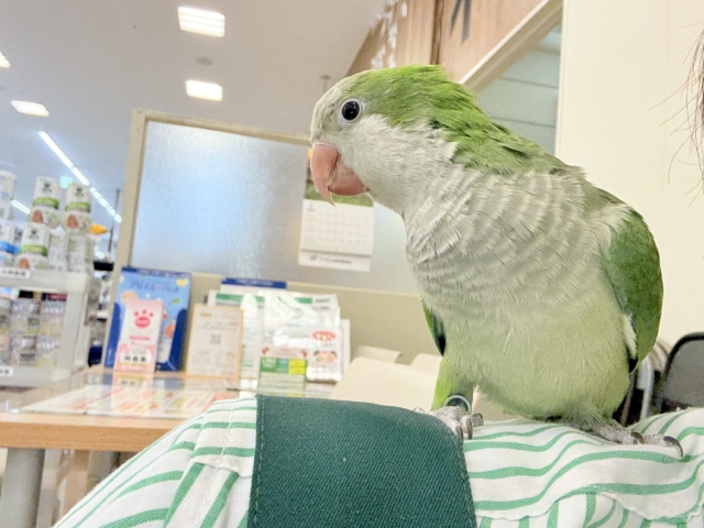 オキナインコ