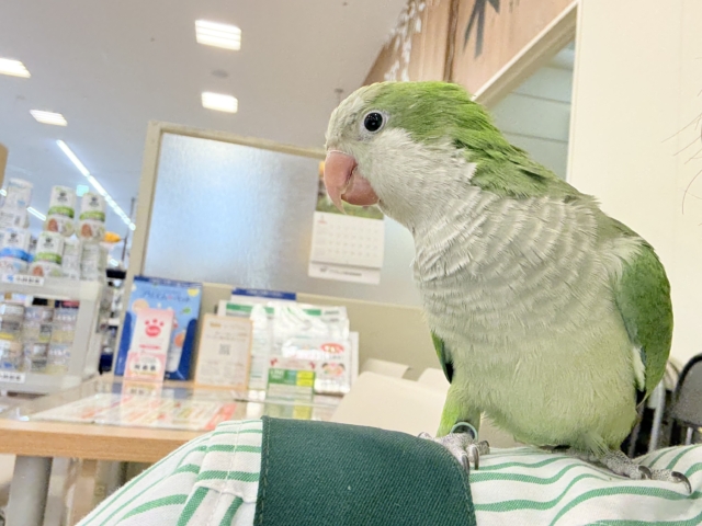 オキナインコ