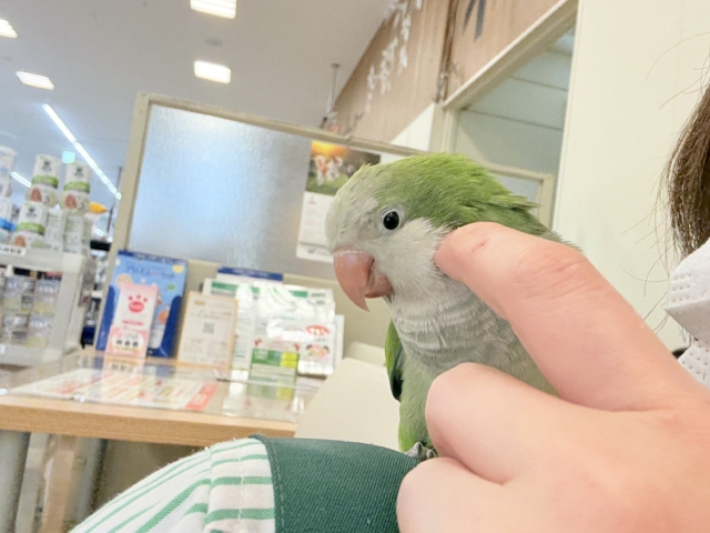オキナインコ