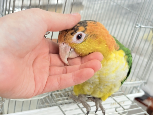 シロハラインコ