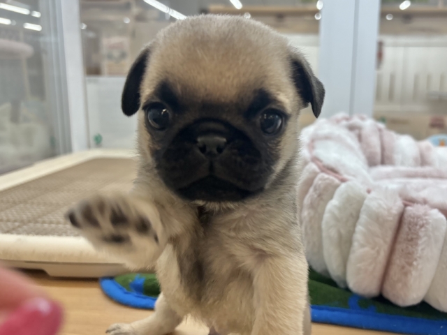 2頭身のちっちゃな怪獣〜♥パグくん! パグ