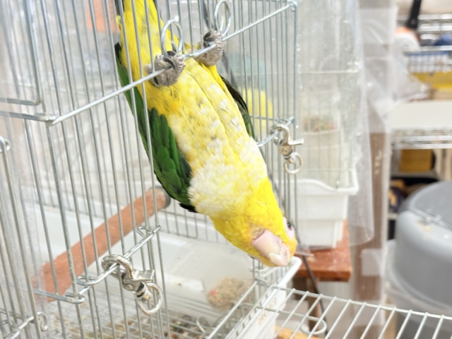 シロハラインコ