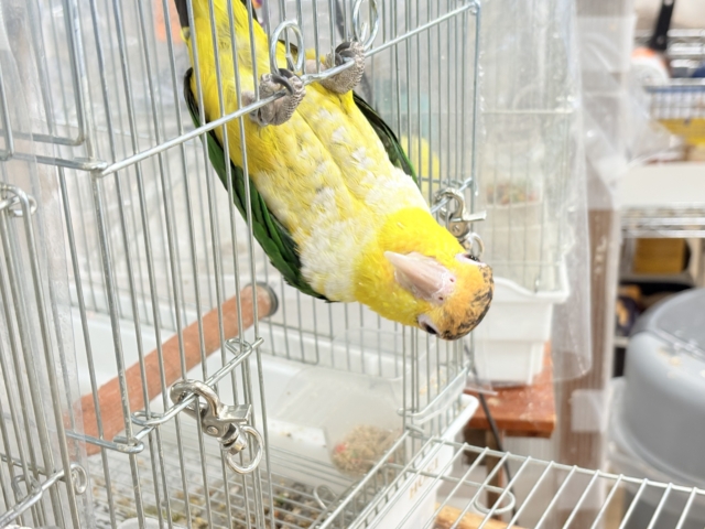 シロハラインコ