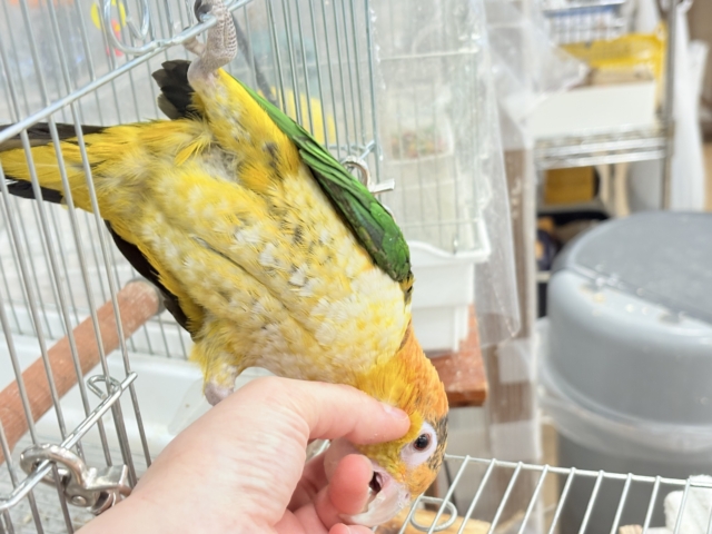 シロハラインコ