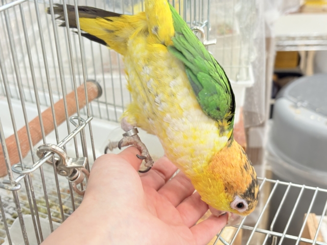 シロハラインコ