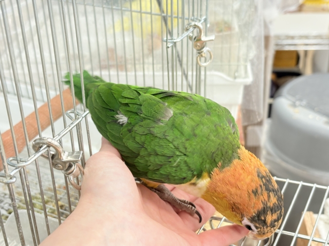 シロハラインコ