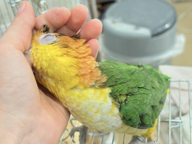 シロハラインコ