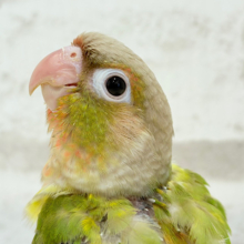 仕草も行動も可愛いんだよ〜♡ウロコインコ(パイナップル) ヒナ