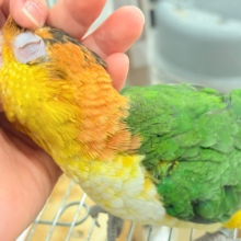 全てがダイナミックボーイ🐥🍊🧡シロハラインコ 男の子