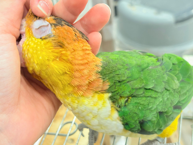 全てがダイナミックボーイ🐥🍊🧡シロハラインコ 男の子