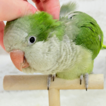 甘々おしゃべりさん🦜🍭オキナインコ(ノーマル)