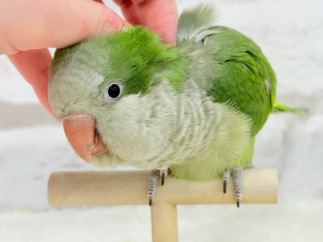 甘々おしゃべりさん🦜🍭オキナインコ(ノーマル)