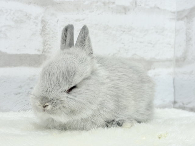 ネザーランドドワーフ