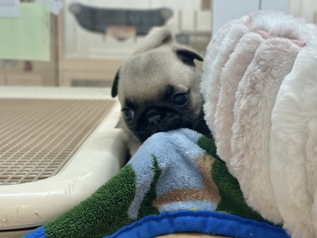 2頭身のちっちゃな怪獣〜♥パグくん! パグ