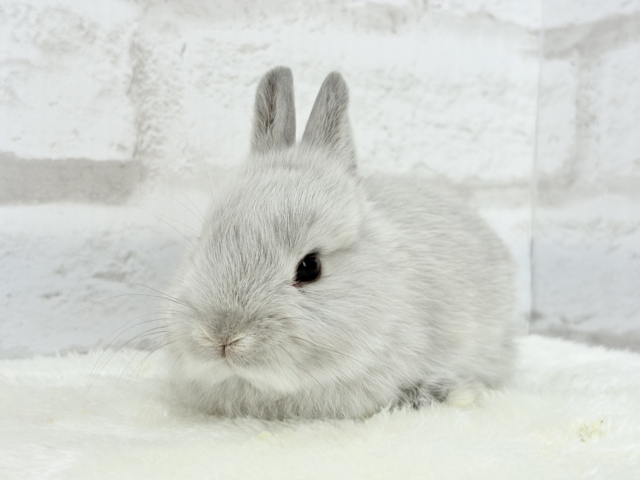 ネザーランドドワーフ