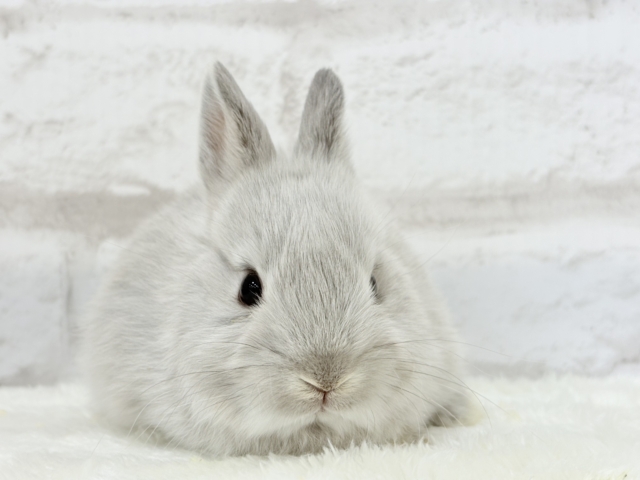 ネザーランドドワーフ