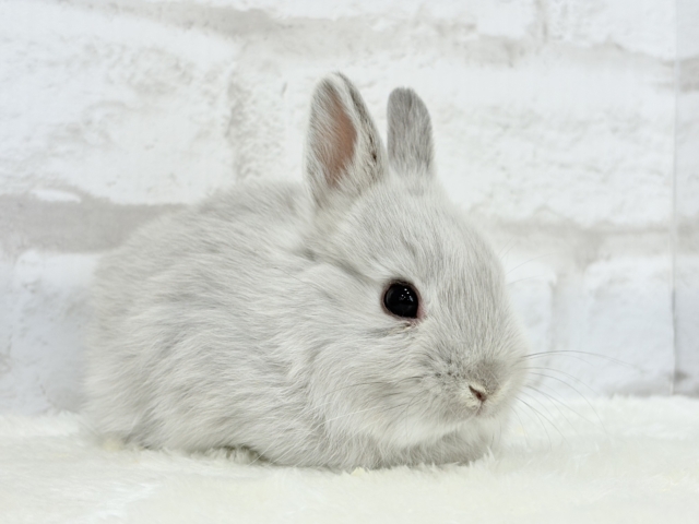 ネザーランドドワーフ