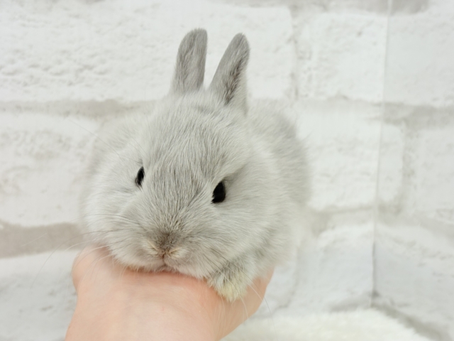 ネザーランドドワーフ